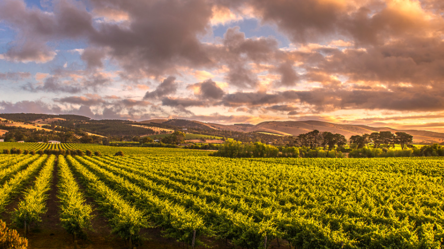 8 things you need to know about Artisans of Barossa