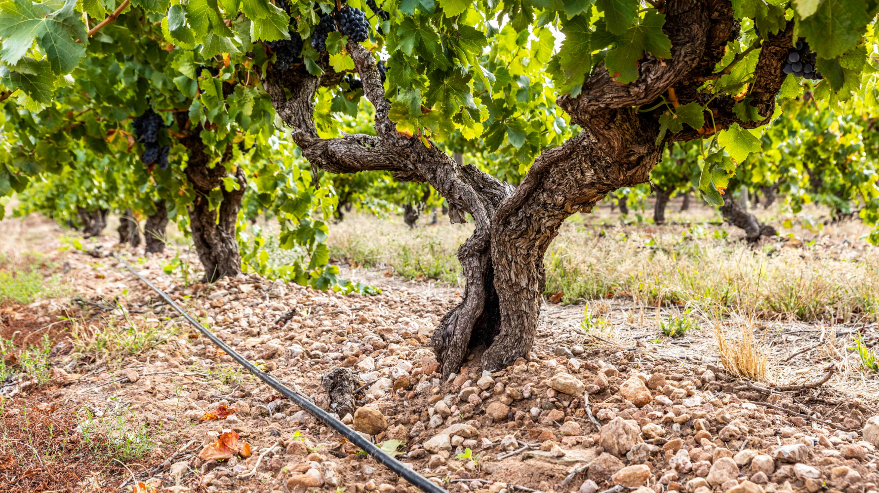 Harvested: Grenache Project 2023