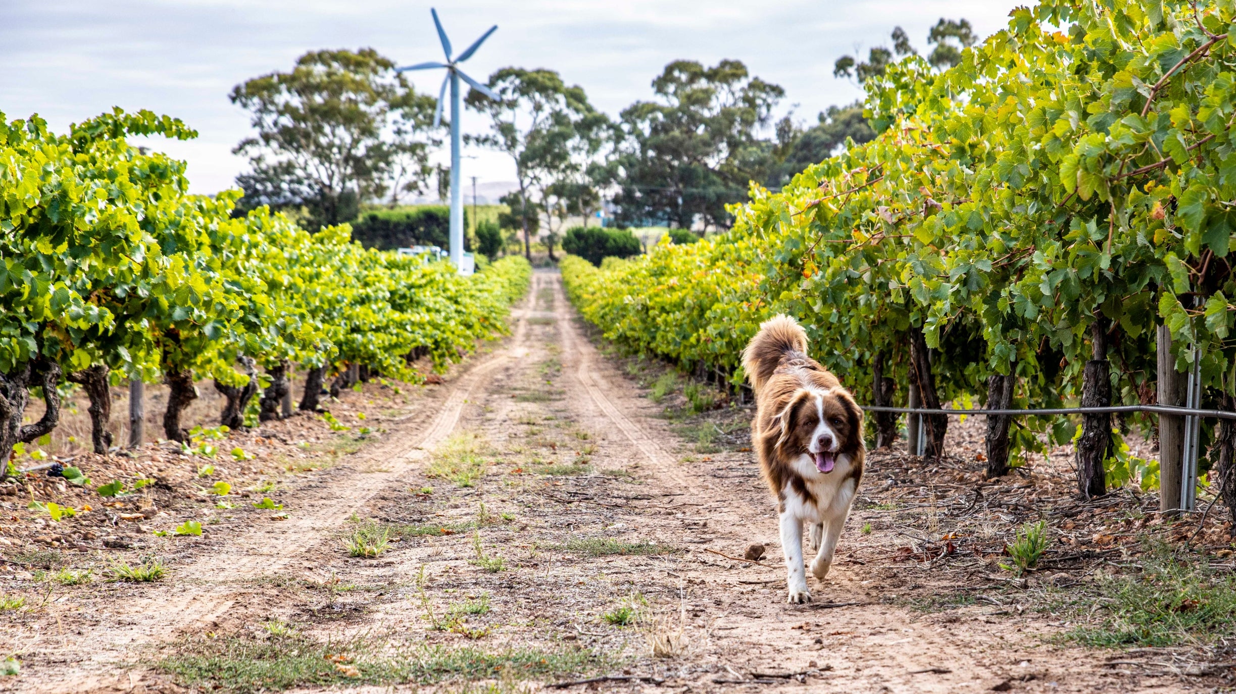 Elevating wine experiences in the Barossa: Artisans of Barossa joins Ultimate Winery Experiences of Australia