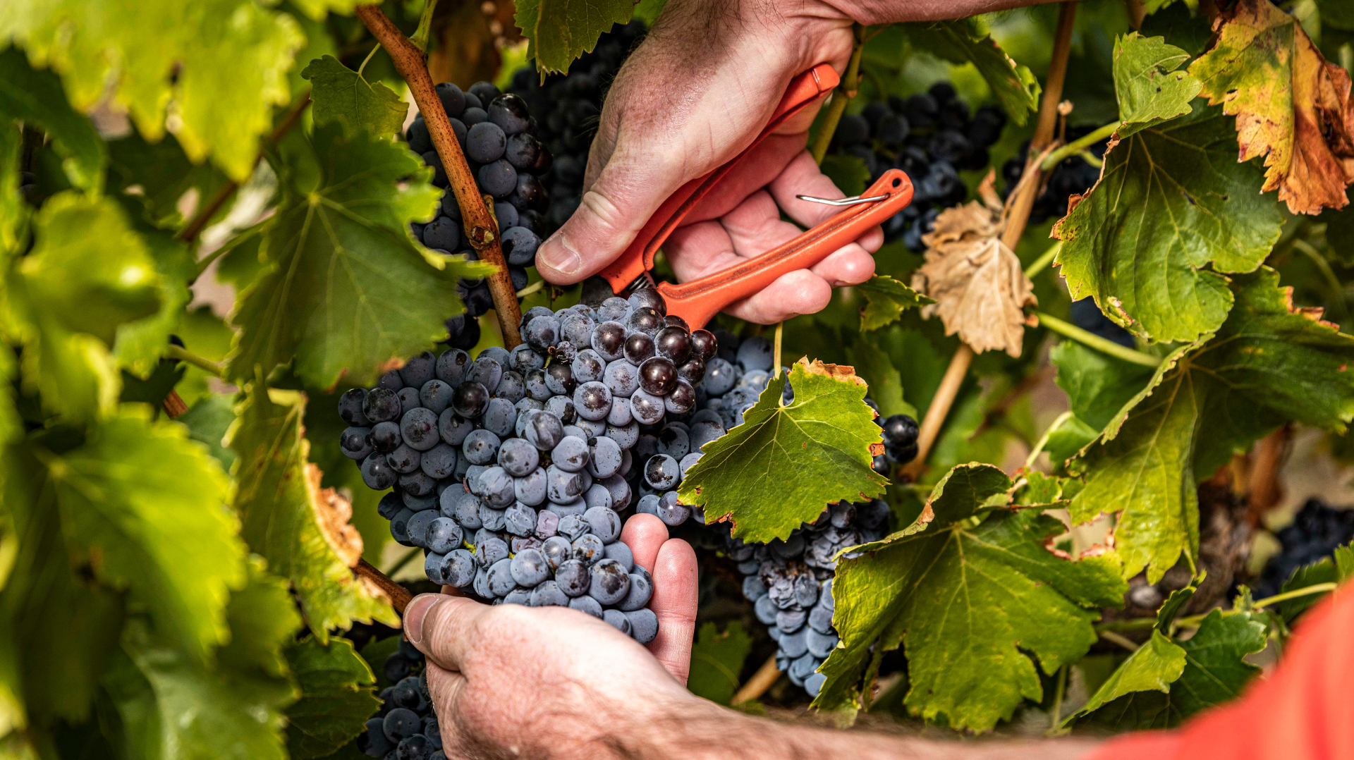 Barossa Grenache: Our Guide to One of the Region’s Most Important Varieties