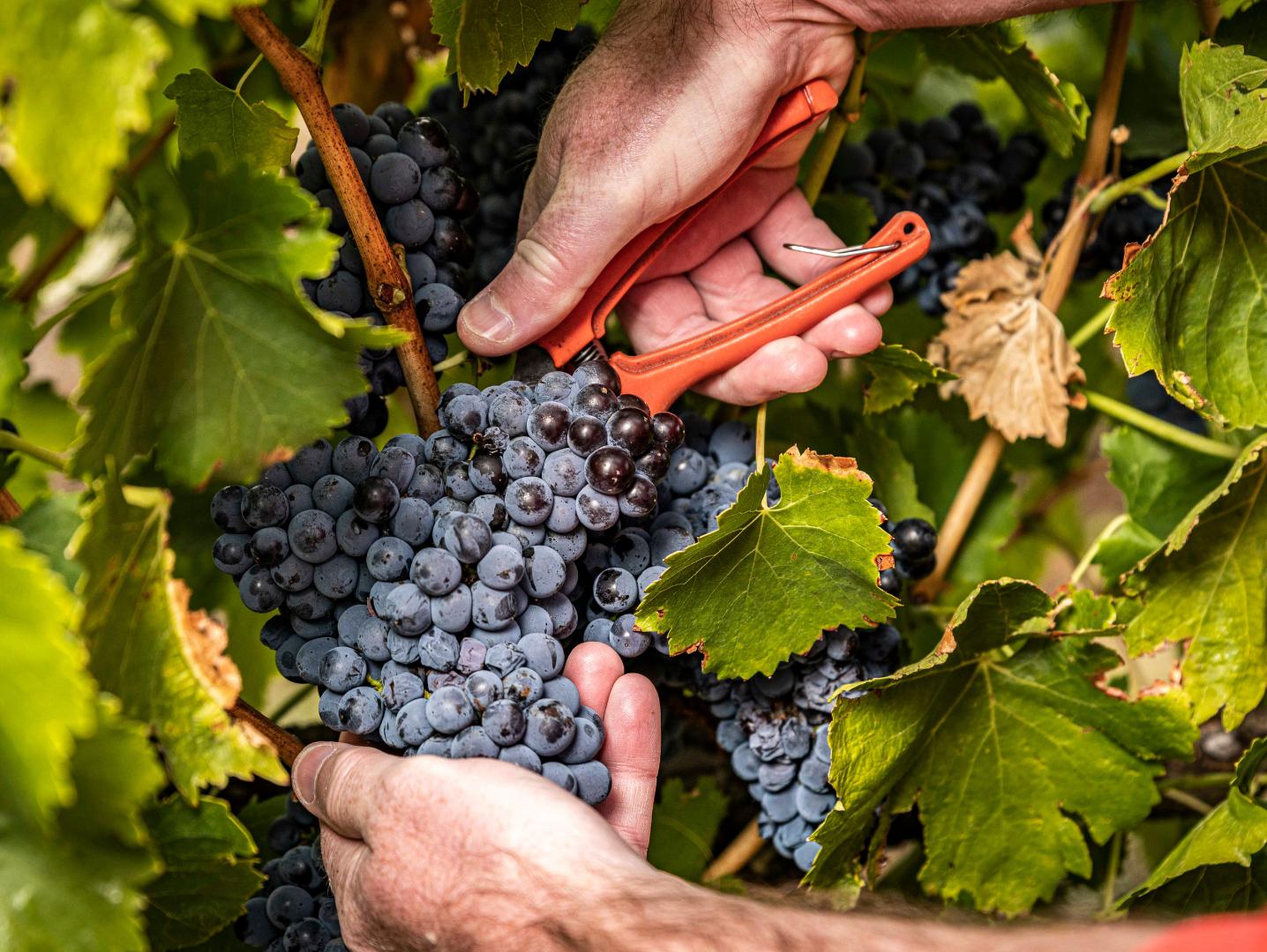Barossa Grenache: Our Guide to One of the Region’s Most Important Varieties