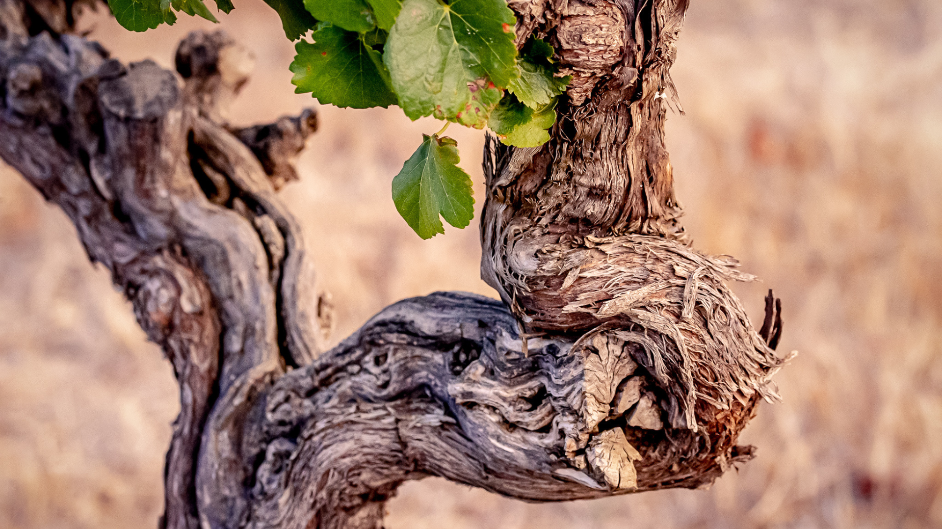 Celebrate Old Vine Day