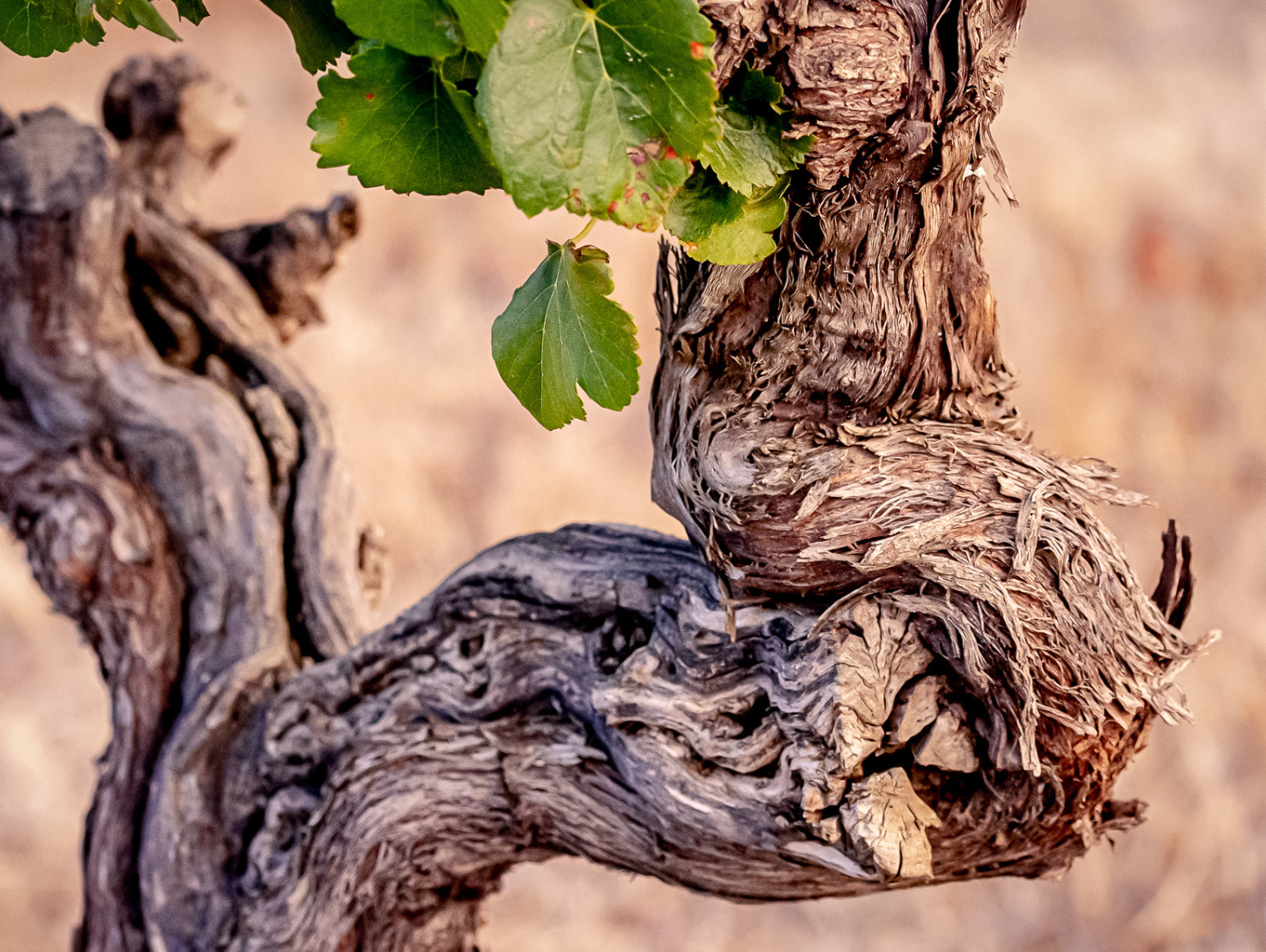 Celebrate Old Vine Day