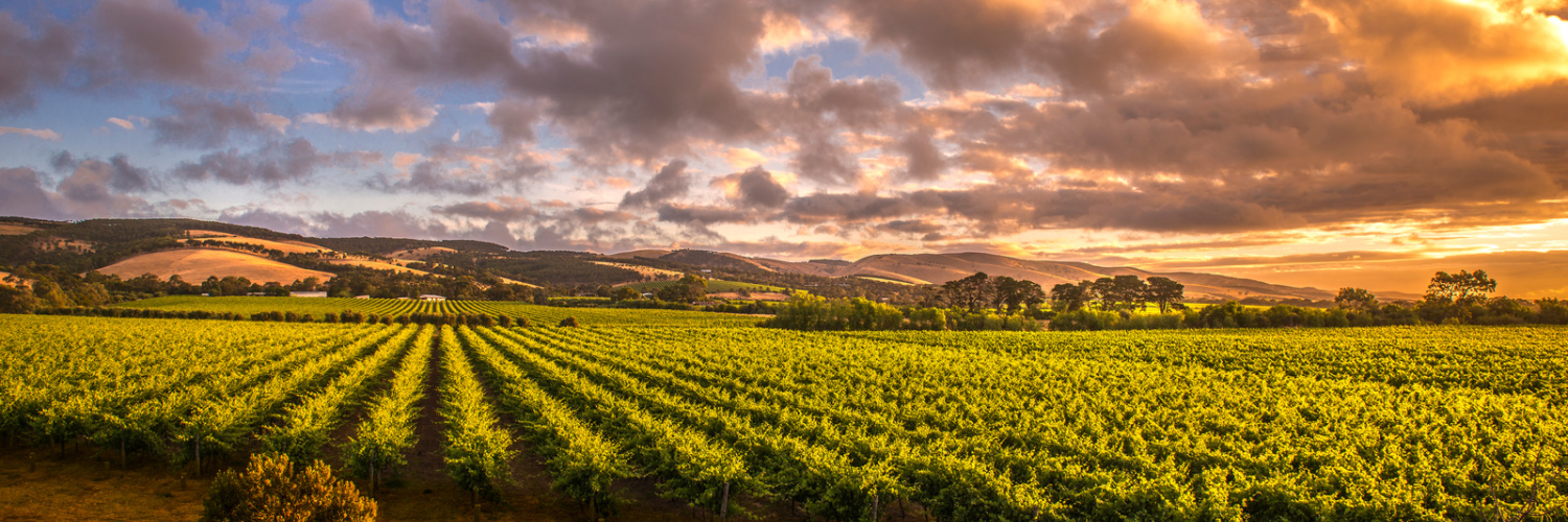 8 things you need to know about Artisans of Barossa