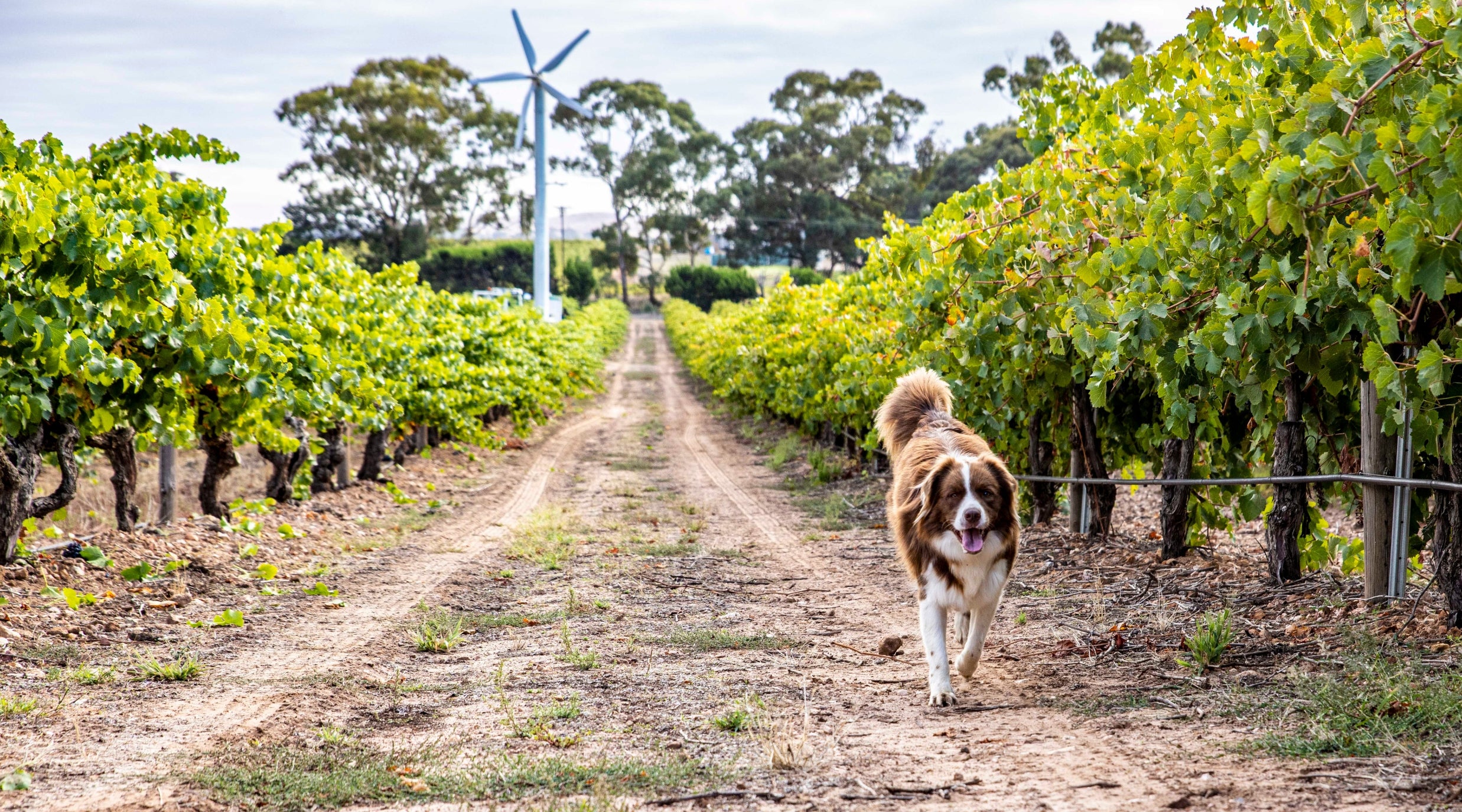 Elevating wine experiences in the Barossa: Artisans of Barossa joins Ultimate Winery Experiences of Australia